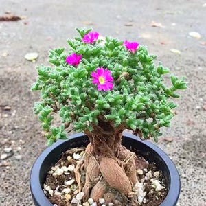 May include: A small succulent plant with a thick, woody, braided-like root structure and dense green foliage. The plant features several vibrant, bright pink flowers with yellow centers, all potted in a simple black circular container.