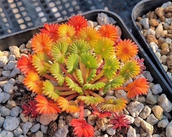 Oxalis Palmifrons, Super large bulbs/large bulbs
