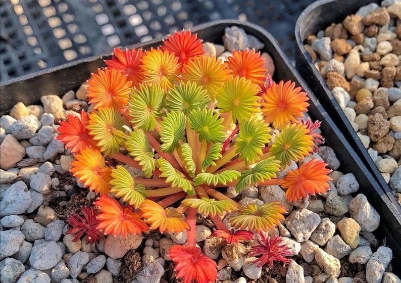 Oxalis Palmifrons, 1 flowering size bulb