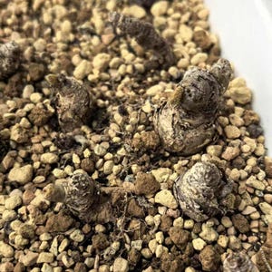 May include: Several dormant, brown, tuberous plant bulbs are partially buried in a substrate of small, light tan and grey porous volcanic rocks. The bulbs have a rough, textured surface and are emerging from the rocky soil in a container.
