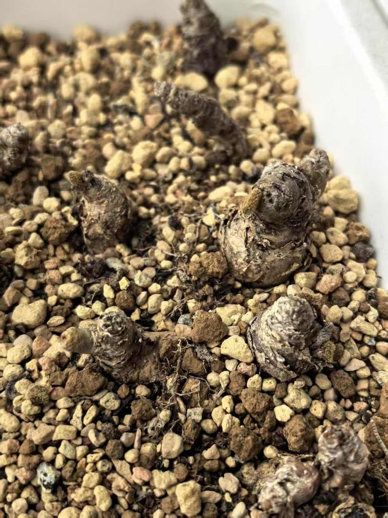 May include: Several dormant, brown, tuberous plant bulbs are partially buried in a substrate of small, light tan and grey porous volcanic rocks. The bulbs have a rough, textured surface and are emerging from the rocky soil in a container.