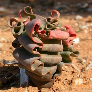 Trachyandra tortilis, super rare succulent, bulbs without leaves
