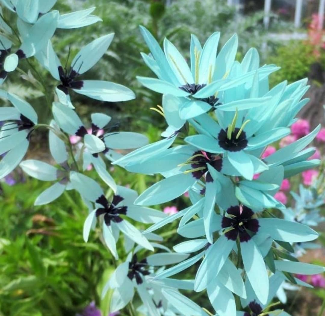 Ixia Viridiflora L Dazzling Turquoise L Bulbs - Etsy