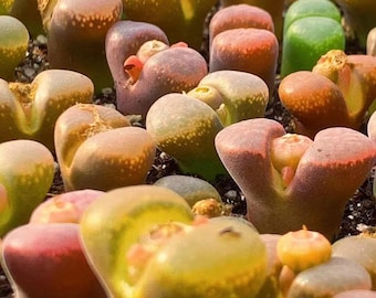 Ophthalmophyllum Friedrichiae SEEDS