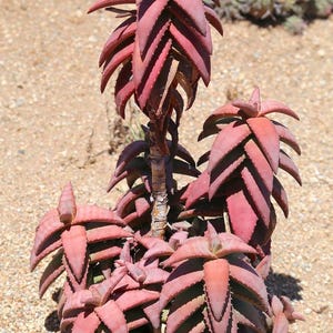 Aloe pearsonii Seeds– Rare Columnar Aloe Succulent | Red South African Aloe for Collectors | Exotic Drought-Tolerant Houseplant Gift