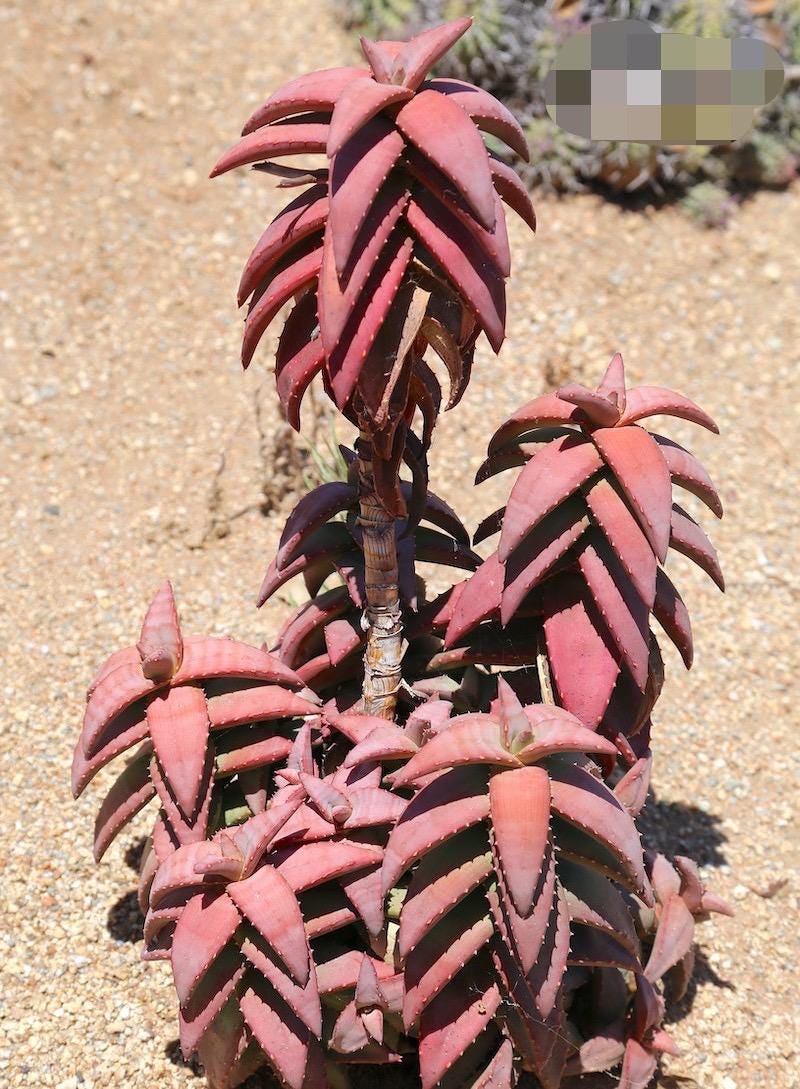 Aloe Pearsonii - Etsy