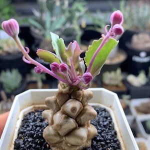 Othonna Herrei， SUPER Rare Caudex Succulent！