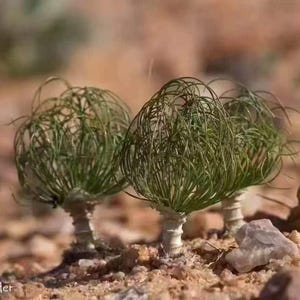 Drimia multifolia Bulb | Extremely Rare African Ornamental Bulb for Collectors