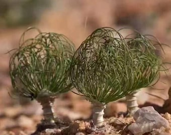 Drimia multifolia Bulb | Extremely Rare African Ornamental Bulb for Collectors