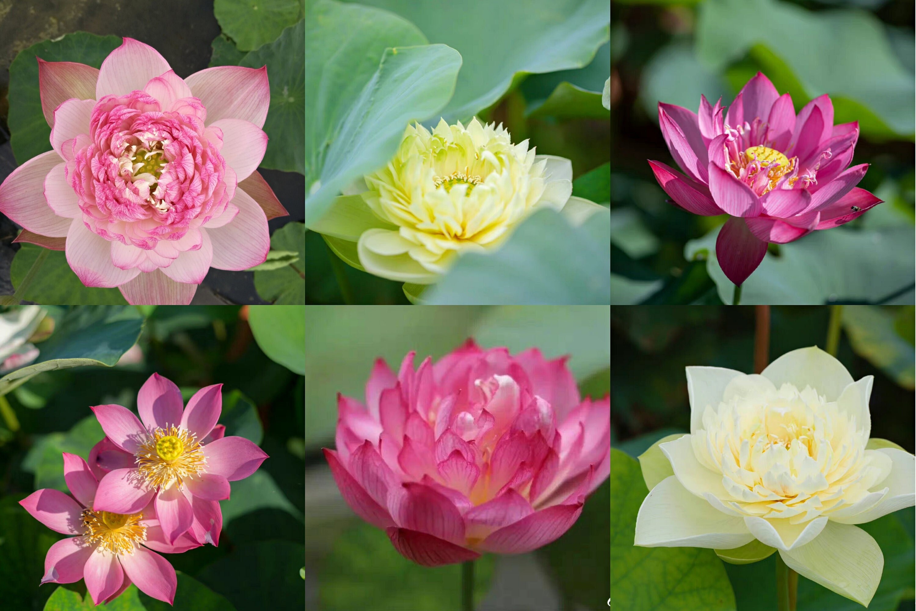 Mini Blue Lotus/Water Lily Flower/Bonsai Lotus/Ponds / Bow/5 Fresh Seeds
