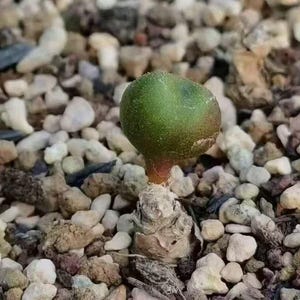 Tylecodon Opelii – Rare Caudiciform Succulent Plant | Live Desert Bonsai, Collectors’ Exotic Succulent from South Africa | Houseplant Gift