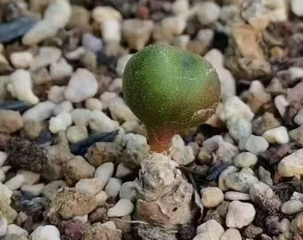 Tylecodon Opelii – Rare Caudiciform Succulent Plant | Live Desert Bonsai, Collectors’ Exotic Succulent from South Africa | Houseplant Gift