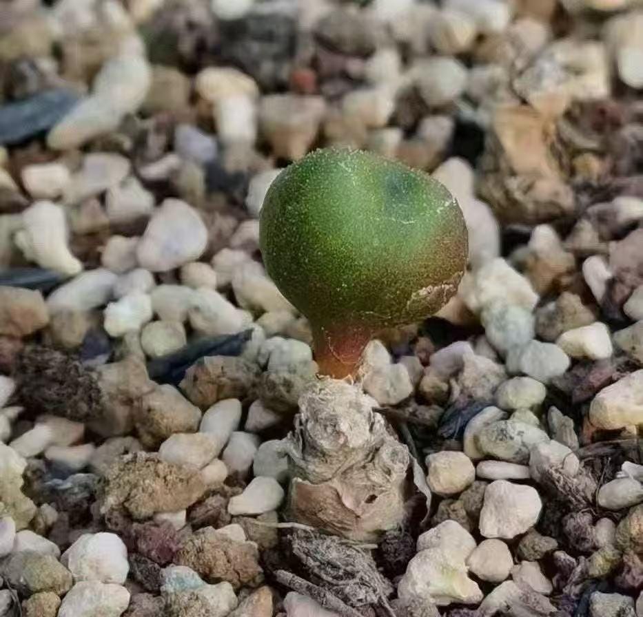 Tylecodon Opelii – Rare Caudiciform Succulent Plant | Live Desert