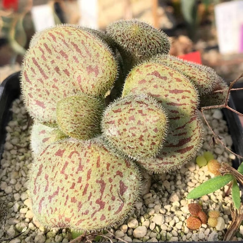 May include: A succulent plant featuring multiple rounded, fleshy leaves with a light green base color and dense, dark reddish-brown mottled patterns. The entire surface of the leaves is covered in fine, short, hair-like bristles.