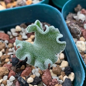 Eriospermum titanopsoides - Seltene Caudiciforme Sukkulentenzwiebel | Ungewöhnliche Winterpflanze | Sammlerstück Caudex | Ruhend