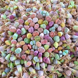 Lithops N.E.Br. (Living Stones) SEEDS