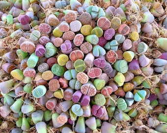 Lithops N.E.Br. (Living Stones) SEEDS