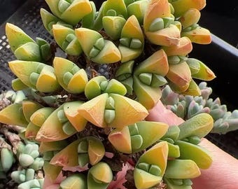 P. willinckii ’Jenny’ TC 2819 Platycerium willinckii 'Jenny' | Welovetropicalplants