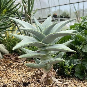 Giant Aloe Plant - Etsy