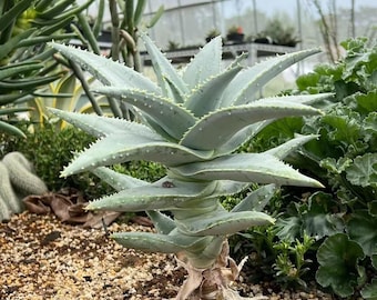 Semillas de árbol carcaj gigante • Aloidendron pillansii • Aloe arbóreo gigante raro • Caudiciforme sudafricano icónico • Ejemplar arquitectónico del desierto