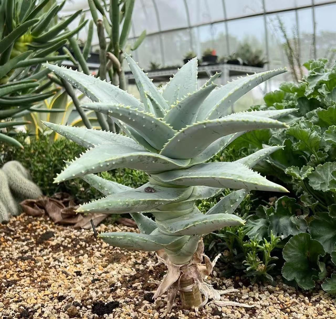 Giant Aloe Plant - Etsy