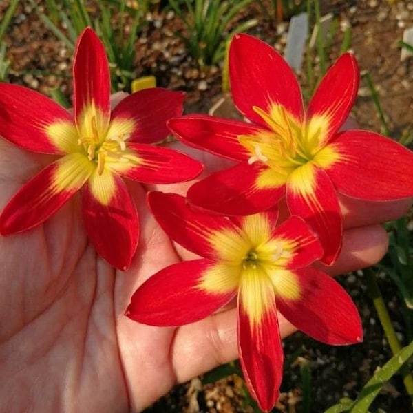 Rain Lily Zephyranthes 'Young Love'