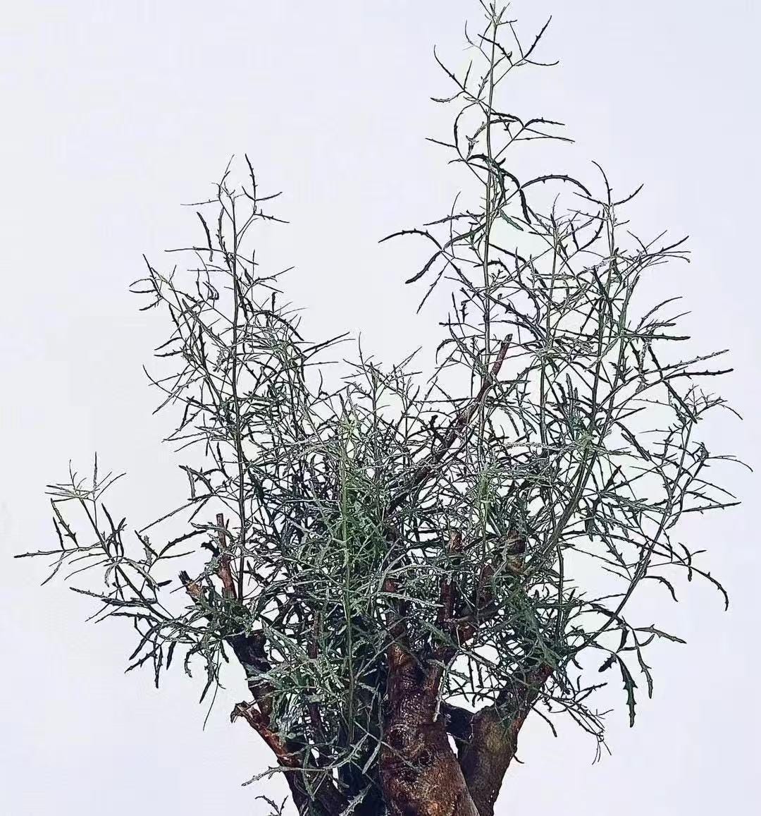 Commiphora Gracilifrondosa Seeds | Rare Caudex Tree | Exotic Myrrh