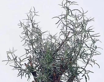 Commiphora gracilifrondosa Seeds | Rare Caudex Tree | Exotic Myrrh Relative | Bonsai & Arid Tree Seeds