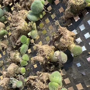 Tylecodon l Rare Succulent | Caudex Plant for Collectors | Unique Bonsai-Style Specimen | No Leaf image 9