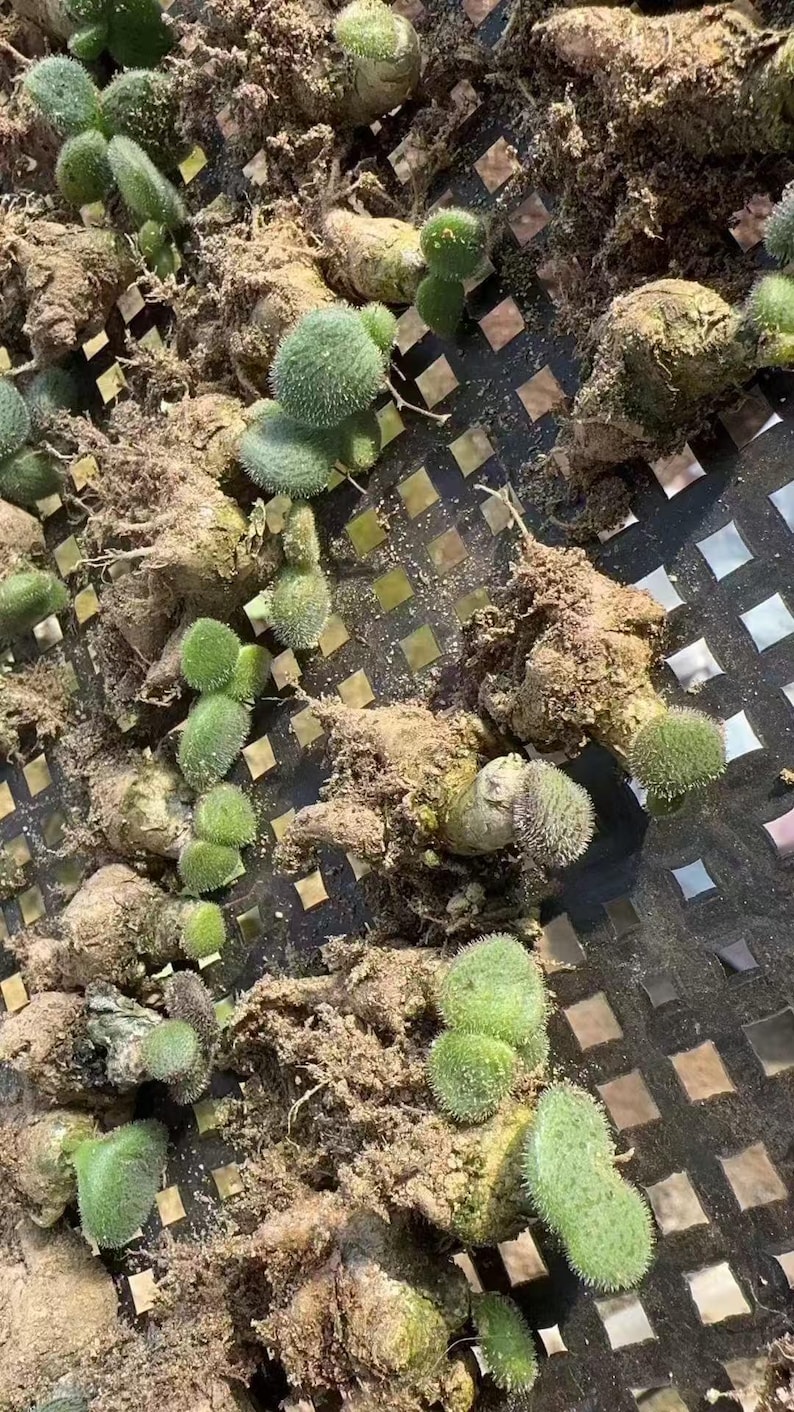 Tylecodon l Rare Succulent | Caudex Plant for Collectors | Unique Bonsai-Style Specimen | No Leaf image 9