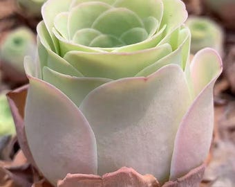 Greenovia Webb & Berthel (Mountain Rose Succulent) SEEDS
