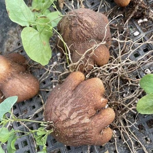 May include: Several brown, textured, tuberous roots with irregular, rounded shapes and visible root systems. Each tuber features small, light green, heart-shaped leaves sprouting from the top, with a rough, bark-like surface texture.