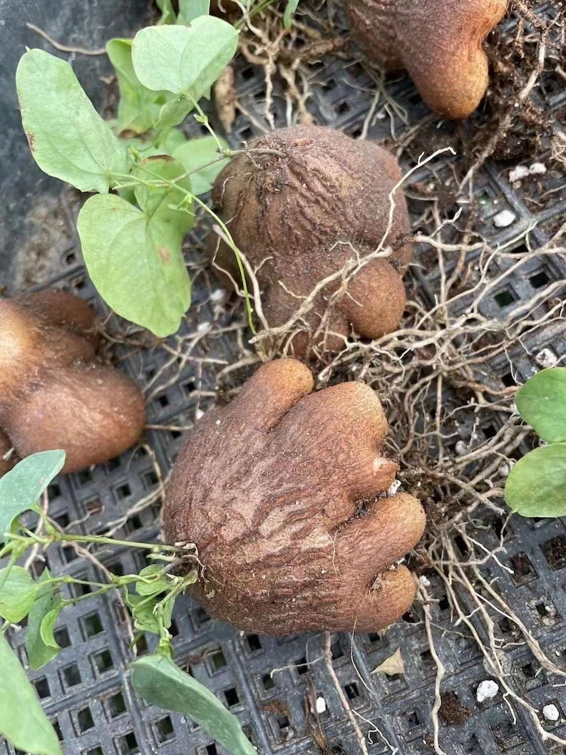 May include: Several brown, textured, tuberous roots with irregular, rounded shapes and visible root systems. Each tuber features small, light green, heart-shaped leaves sprouting from the top, with a rough, bark-like surface texture.