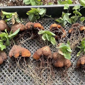 May include: A collection of ten brown, textured, tuberous roots with green leafy stems and visible root systems. Each tuber has a distinct, irregular, rounded shape with multiple lobes, arranged in a grid pattern on a black plastic tray.