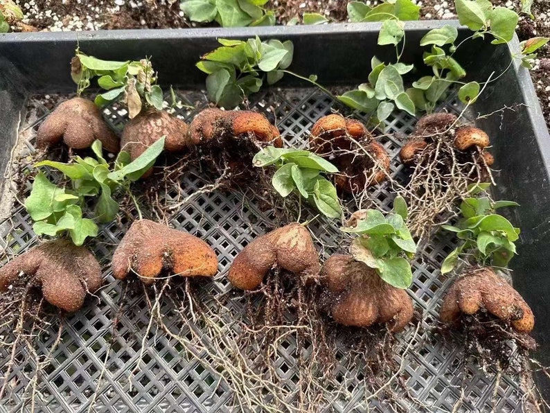 May include: A collection of ten brown, textured, tuberous roots with green leafy stems and visible root systems. Each tuber has a distinct, irregular, rounded shape with multiple lobes, arranged in a grid pattern on a black plastic tray.