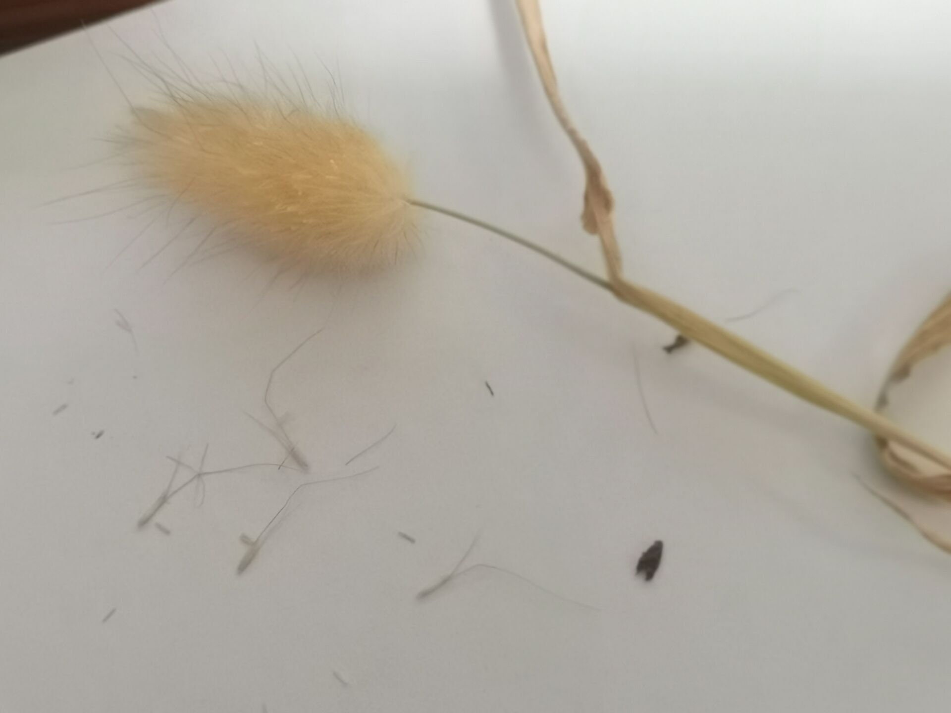 Bunny Tail Grass Seed Lagurus Ovatus Seeds Hare's Tail Etsy