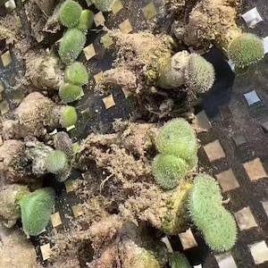 May include: A collection of Monilaria moniliformis succulent plant cuttings with brown, bulbous, root-like bases and bright green, fuzzy, cylindrical, or rounded leaf segments that are covered in tiny, translucent, hair-like protrusions.