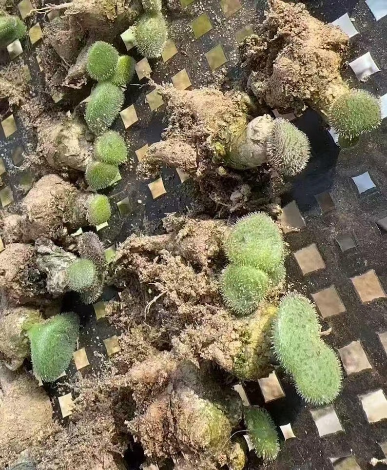 May include: A collection of Monilaria moniliformis succulent plant cuttings with brown, bulbous, root-like bases and bright green, fuzzy, cylindrical, or rounded leaf segments that are covered in tiny, translucent, hair-like protrusions.