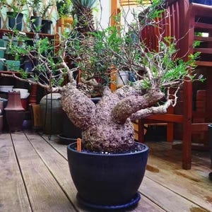 Operculicarya "Big Foot" SEEDS