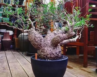 Operculicarya "Big Foot"  SEEDS