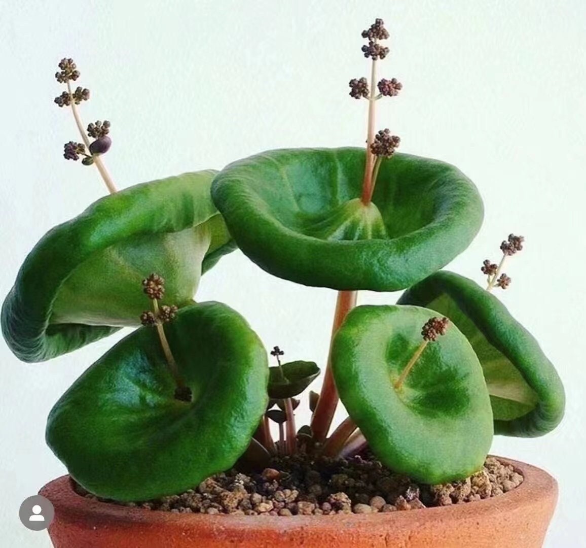 Crassula Umbella 'wine Cup', RARE SUCCULENTS Bulbs (without Crassula Umbella 'wine Cup', RARE SUCCULENTS Bulbs (without