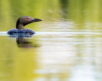 Loony Bin - A wildlife photograph of a Common Loon swimming in beautiful light, Anchorage, Alaska, USA