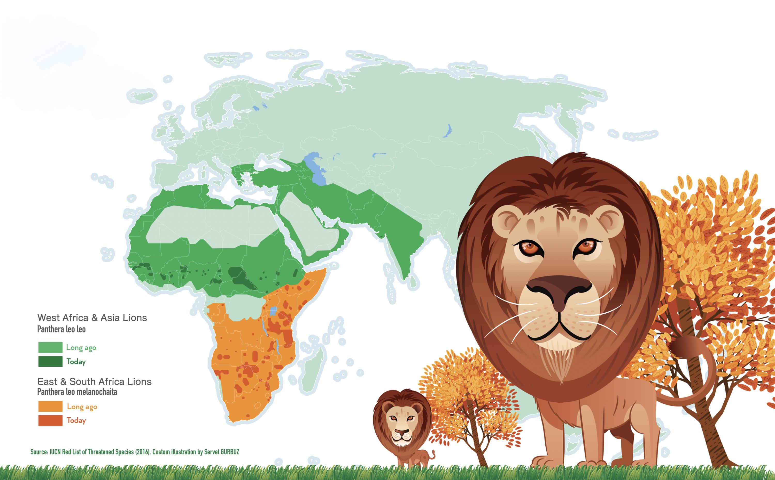 ライオンの生息地分布図 – 野生動物教育ポスター（デジタル