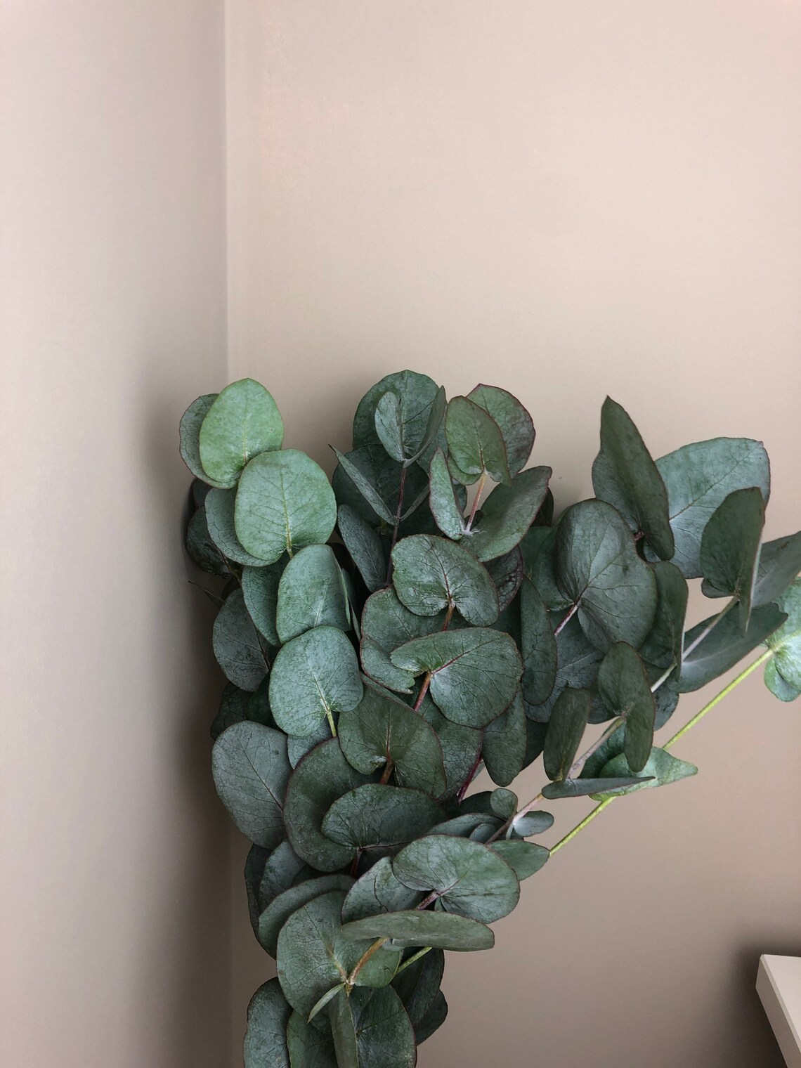 Shower Eucalyptus Bundle 100 Fresh shower therapy. Etsy