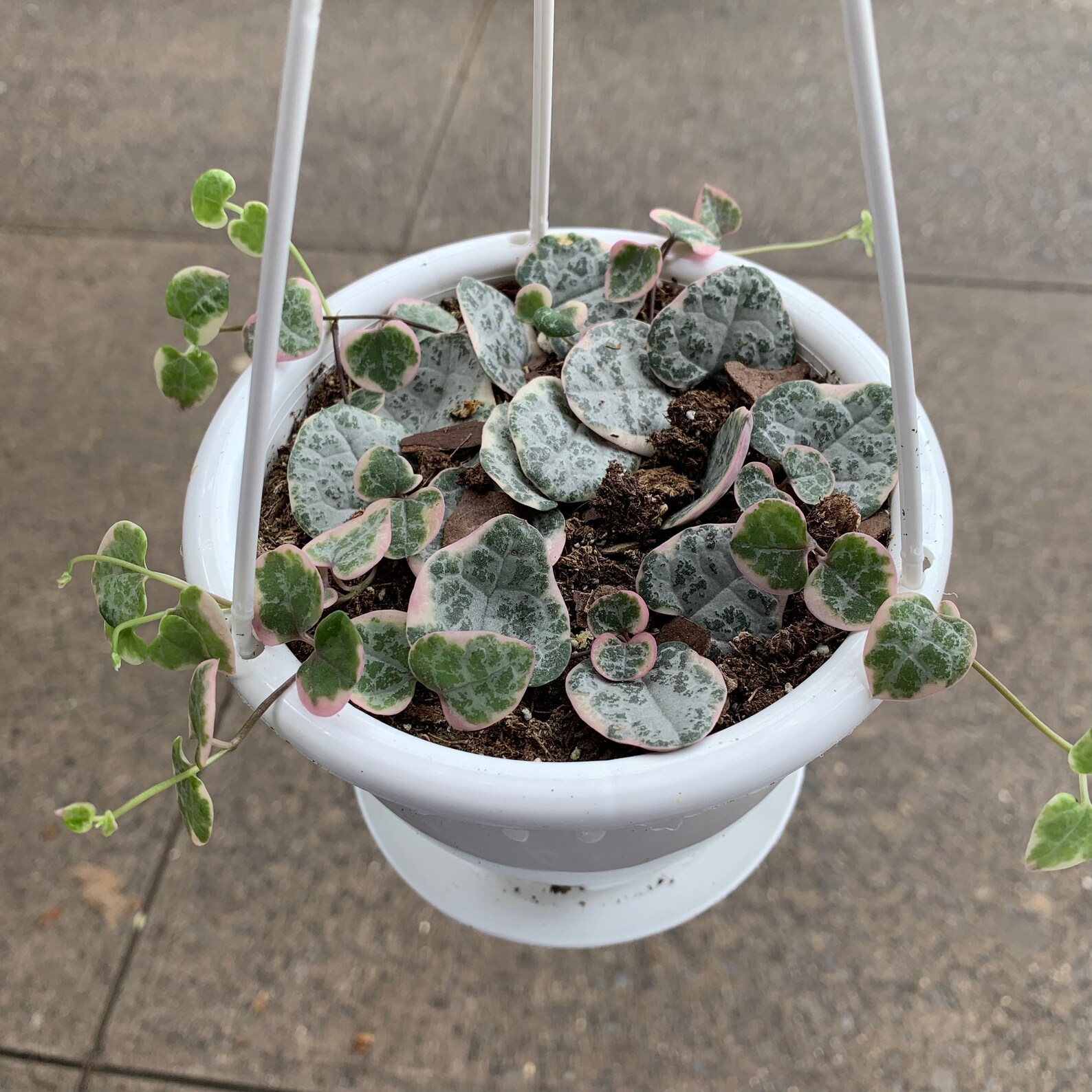 variegated string of hearts variegated string of hearts