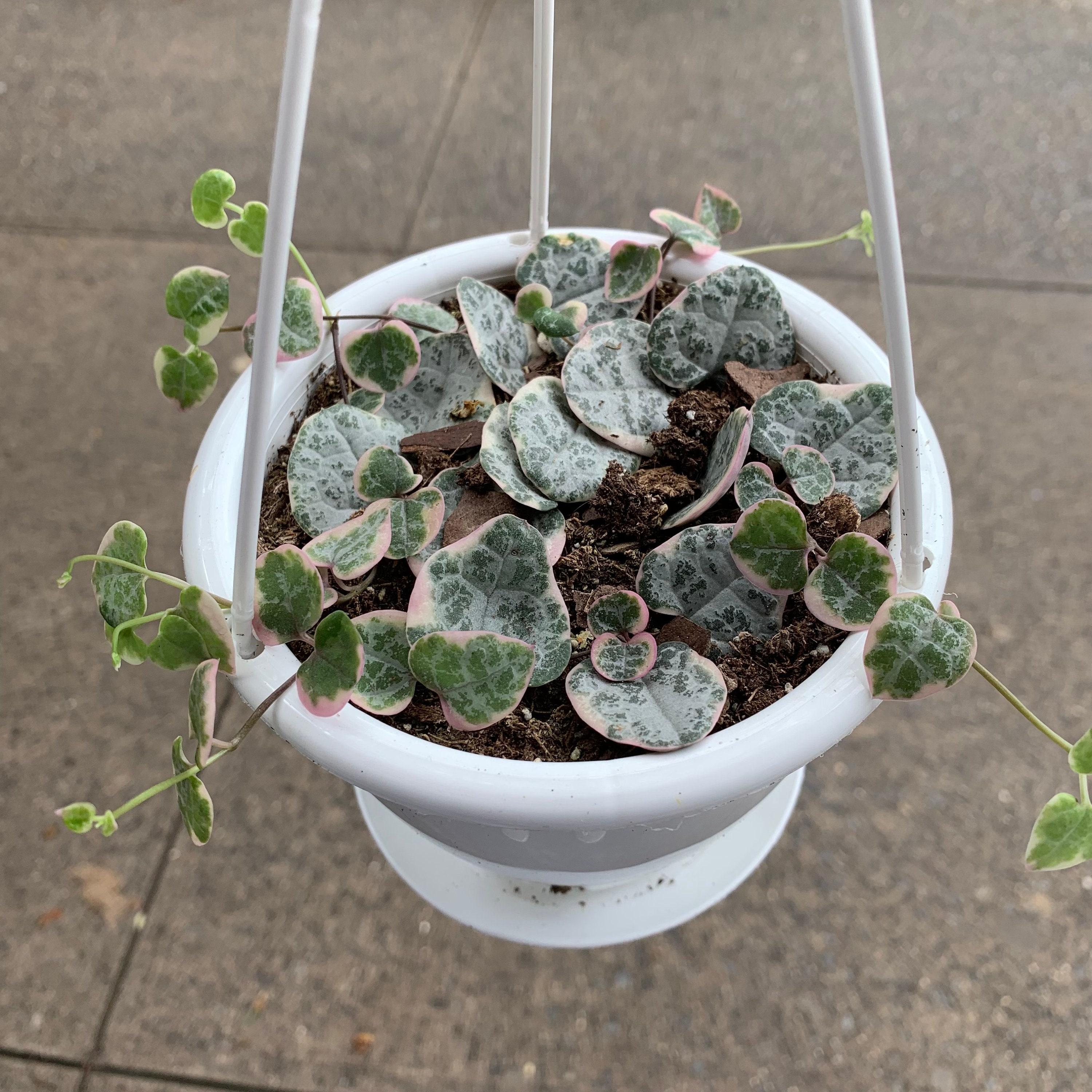 Variegated string of heart 4 pot rare succulent rare Etsy