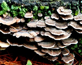 Mushrooms turkey feathers