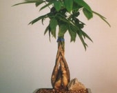 Braided Money Bonsai Tree - 39 Good Luck Tree 39 Medium(pachira aquatica)