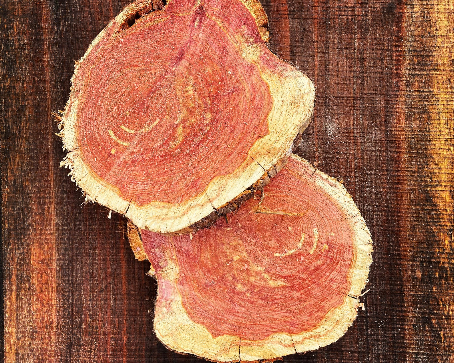 Aromatic Eastern Cedar Rounds Wood Slices for Centerpieces and Etsy