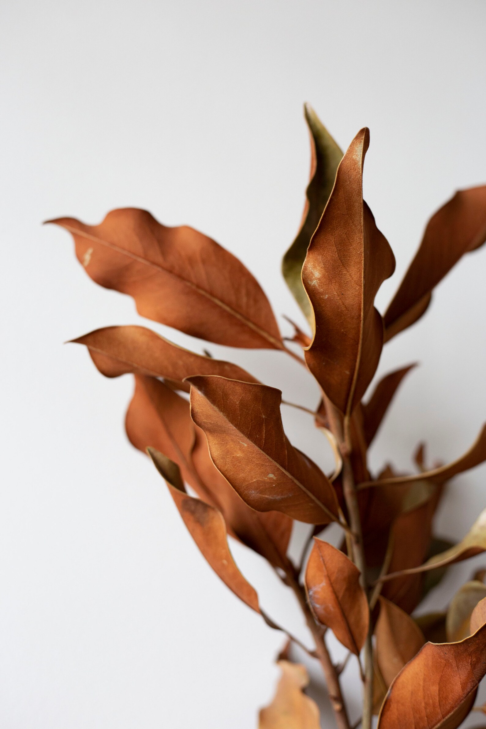 Set of 3 Red Leaf Prints Wall Art Digital Print Botanical Etsy